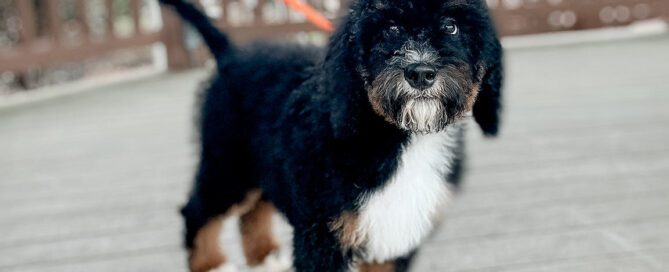 Bernedoodle puppy for sale at Double U Doodles