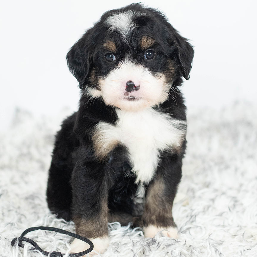 minibernedoodleblackgirl mini bernedoodle puppy