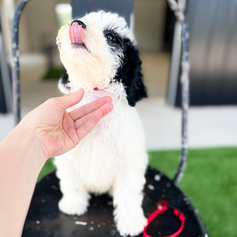Sheepadoodle puppy with his tongue out