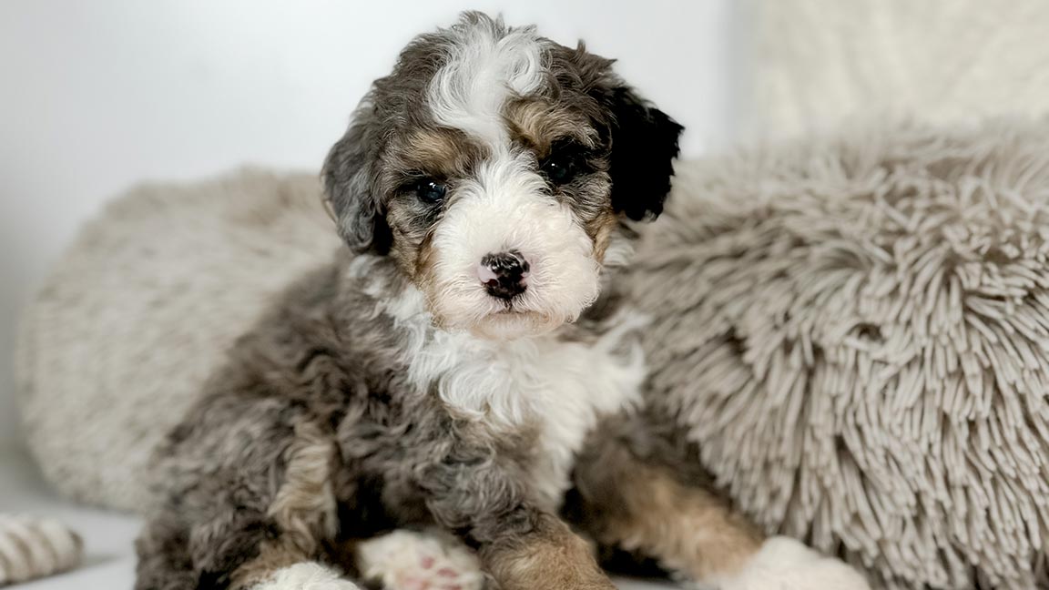 Bernedoodle puppy at Double U Doodles
