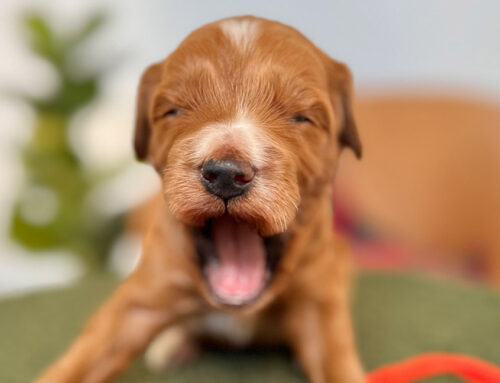 Dog Food Safety: What Foods Are Toxic to Dogs?