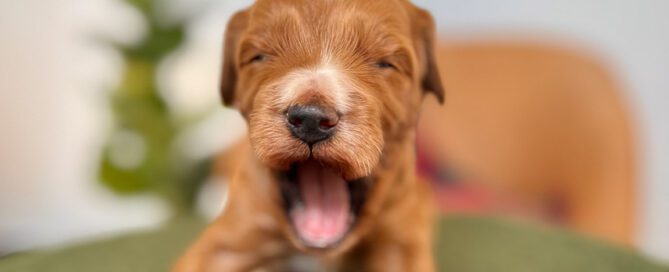 Light brown puppy yawning