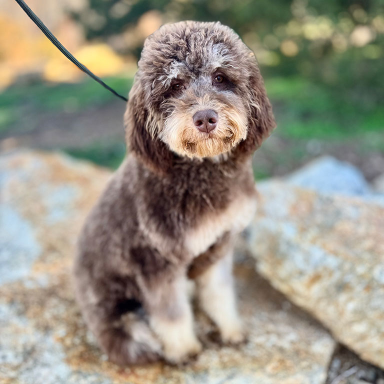 Dog on a leash standing outside