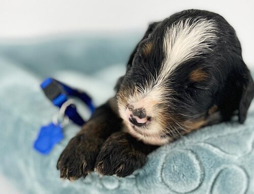 How to Fly With My Dog? A Double U Doodles Parent’s Guide to Stress-Free Travel