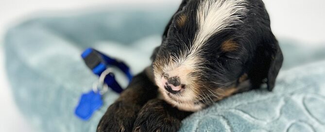 Bernedoodle puppy at Double U Doodles