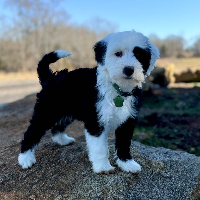 Black and white pupy 