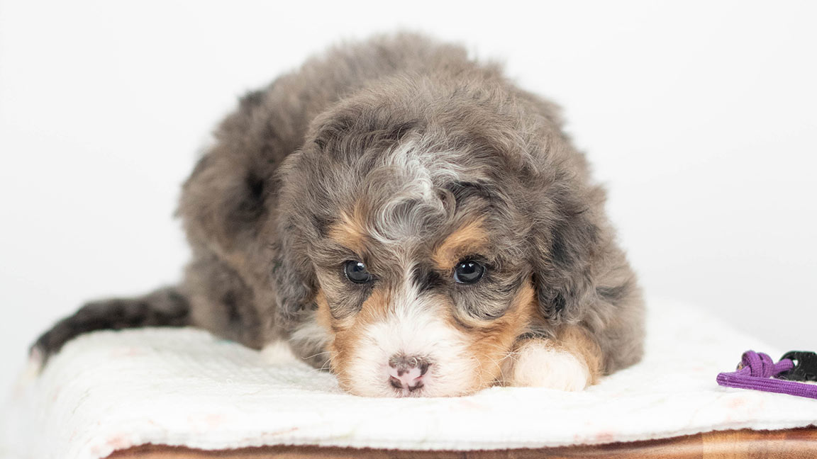 Bernedoodle puppy right after going home to his new family resting