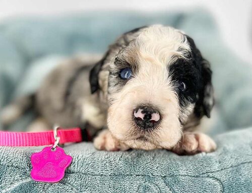 What to Expect in the First 72 Hours After Bringing Your Puppy Home