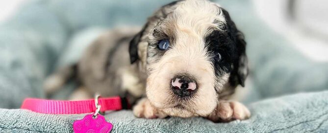 Bernedoodle puppy sleeping in his new dog bed