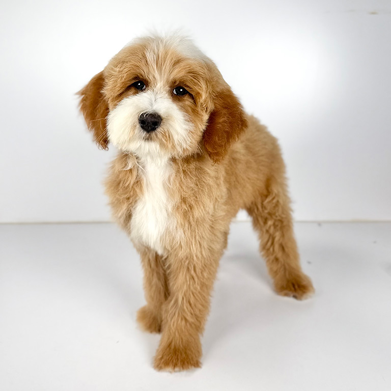 Doodle available for adoption at Double U Doodles with good dental care