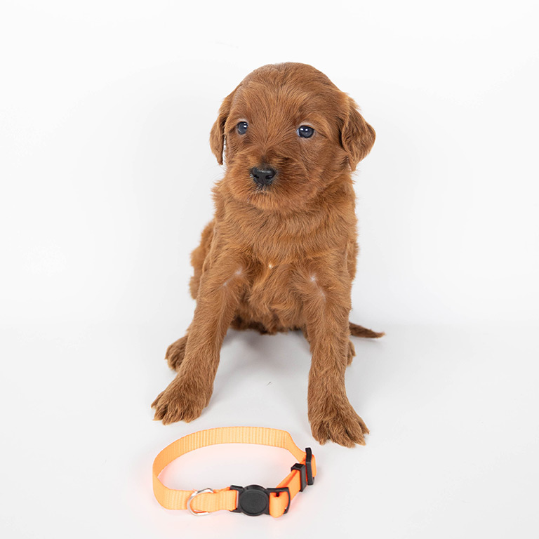 Doodle puppy with an orange collar in front of him