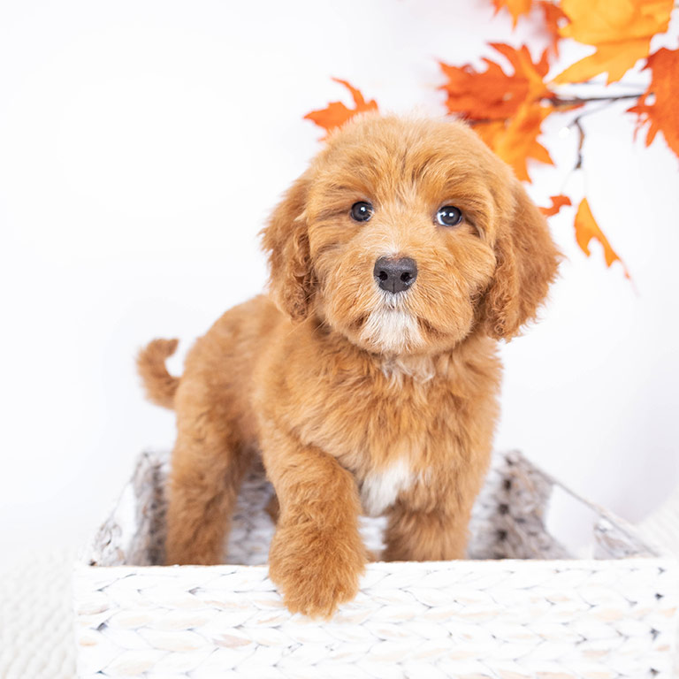 Puppy in a dog bed with autumn leavs in the back