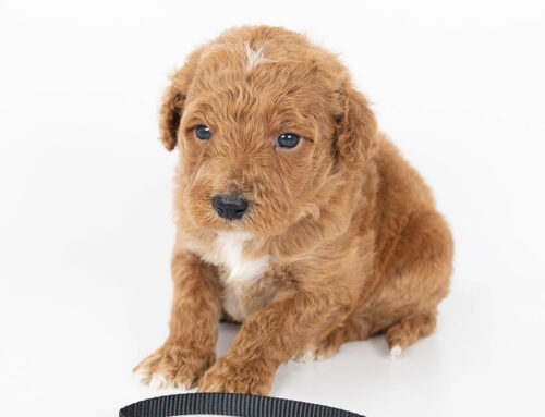 Dental Care for Doodles: Best Practices for Every Dog Owner