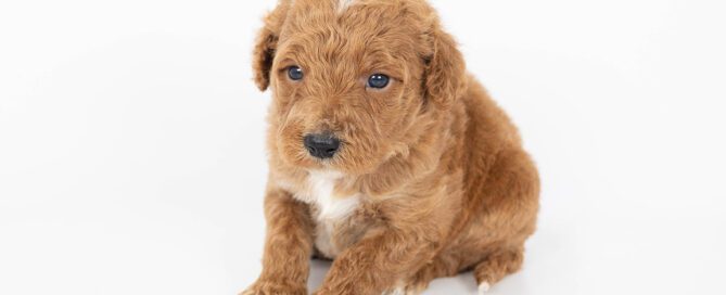 Doodle puppy for sale at Doubl U Doodles