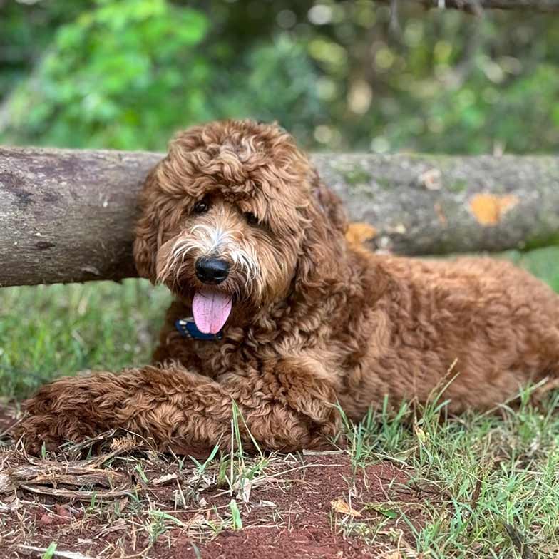 Doodle resting after having some exercise outside