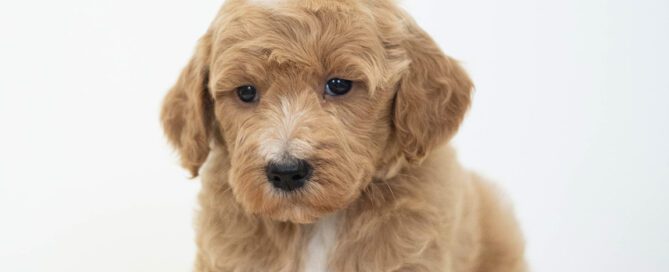 Goldendoodle puppy for sale at Double U Doodles