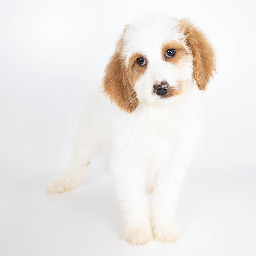 G-Teal-Female-Mini-goldendoodle