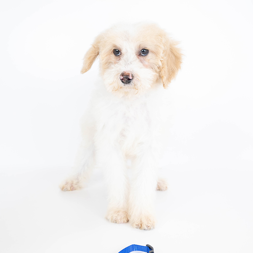 L-blue-male-mini-bernedoodle