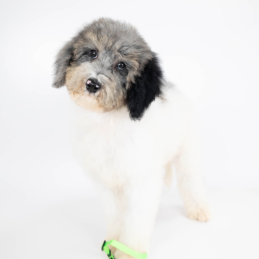 L-green-male-mini-bernedoodle