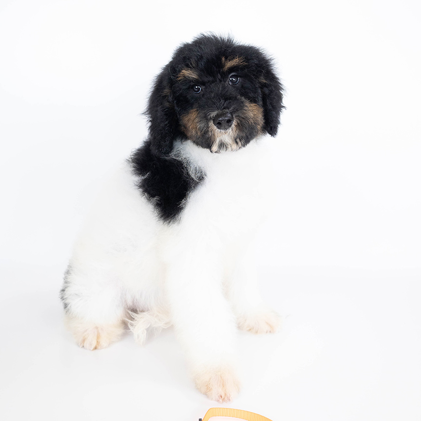 L-orange-girl-mini-bernedoodle