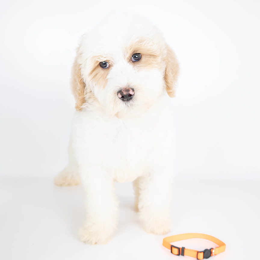 L-orange-male-mini-goldendoodle