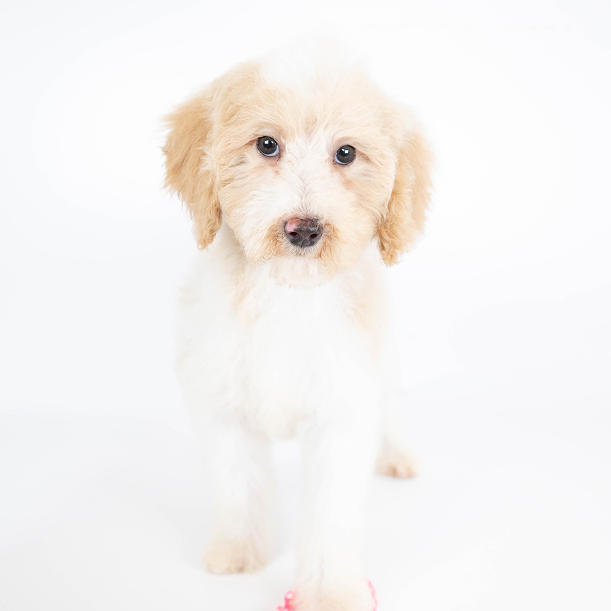 L-pink-dot-female-mini-bernedoodoe