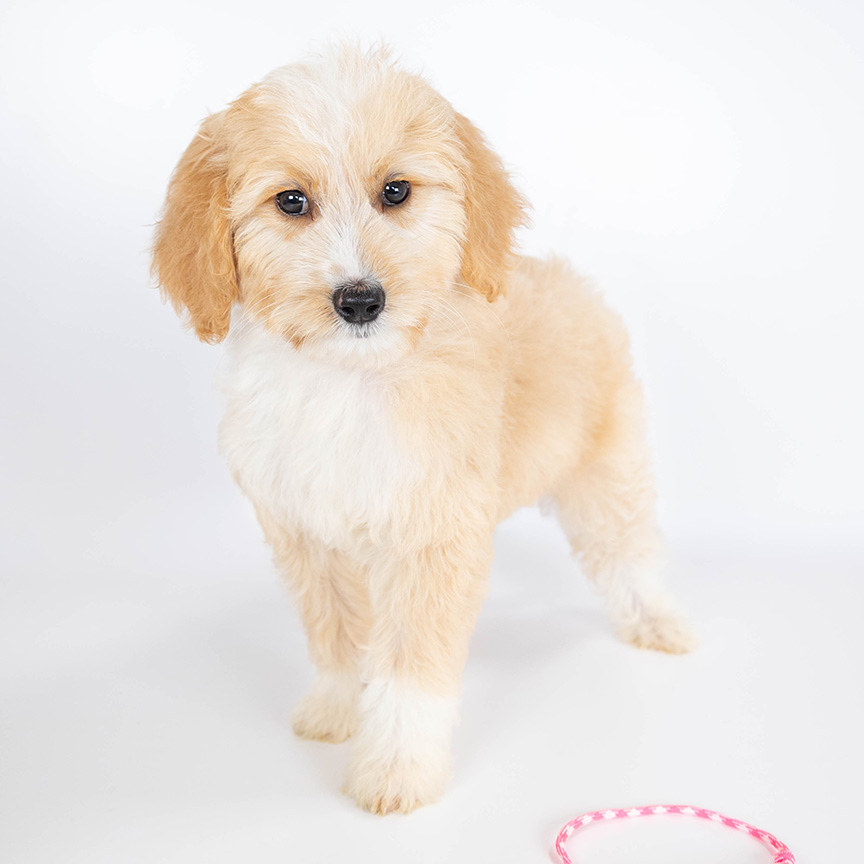 L-pink-dot-female-mini-goldendoodle
