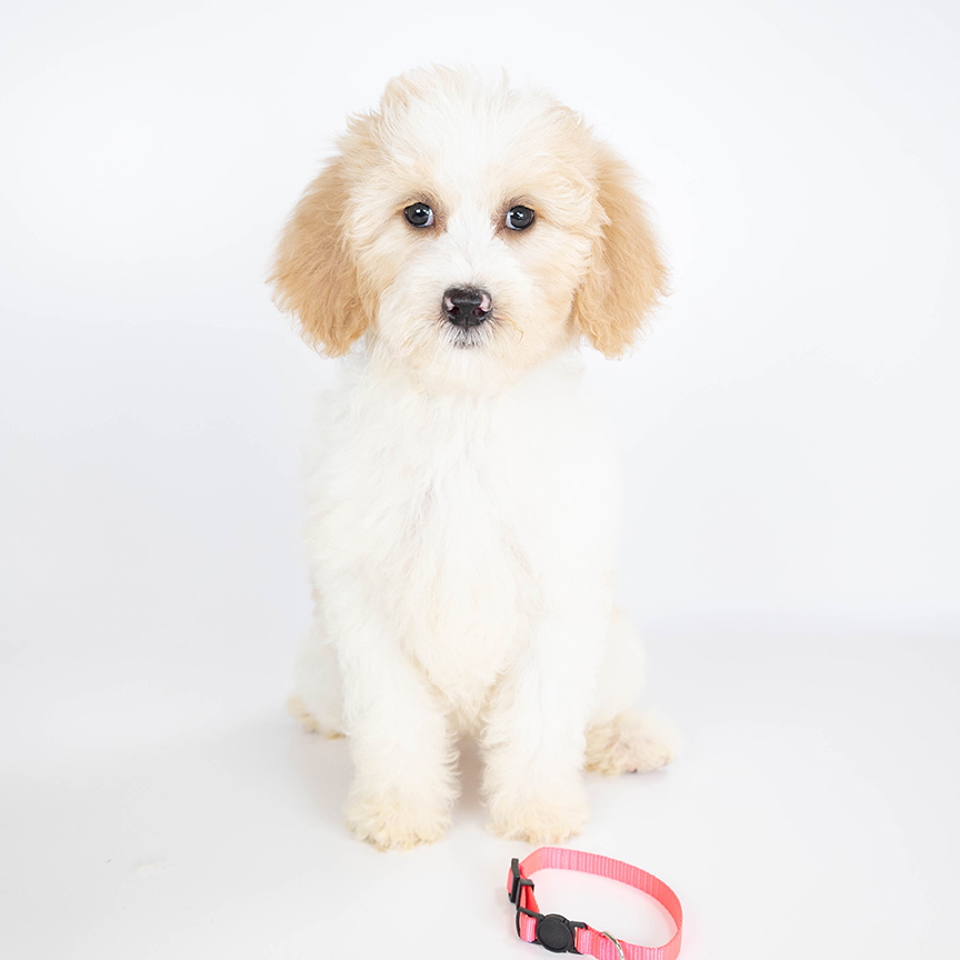 L-pink-female-mini-goldendoodle