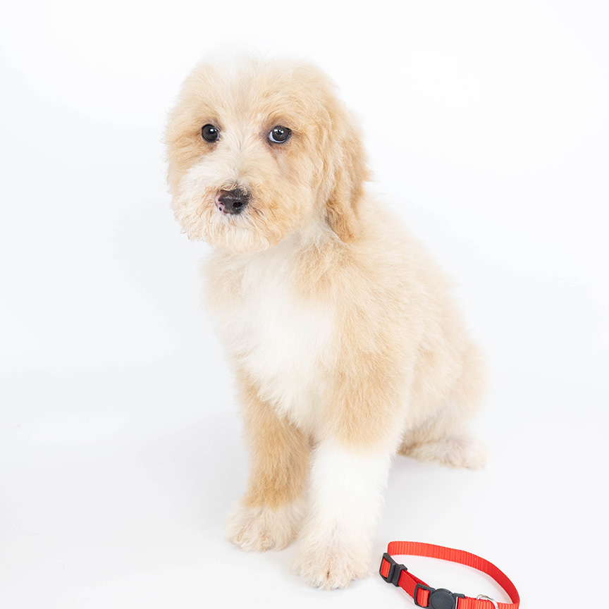 L-red-male-mini-bernedoodle