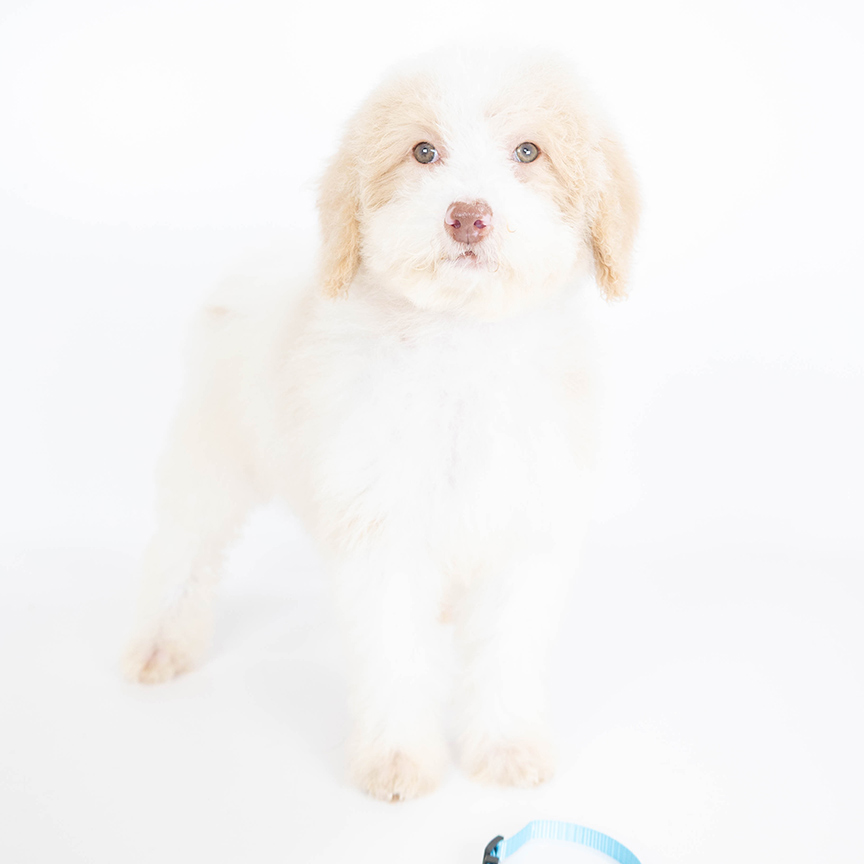 L-teal-girl-mini-bernedoodle