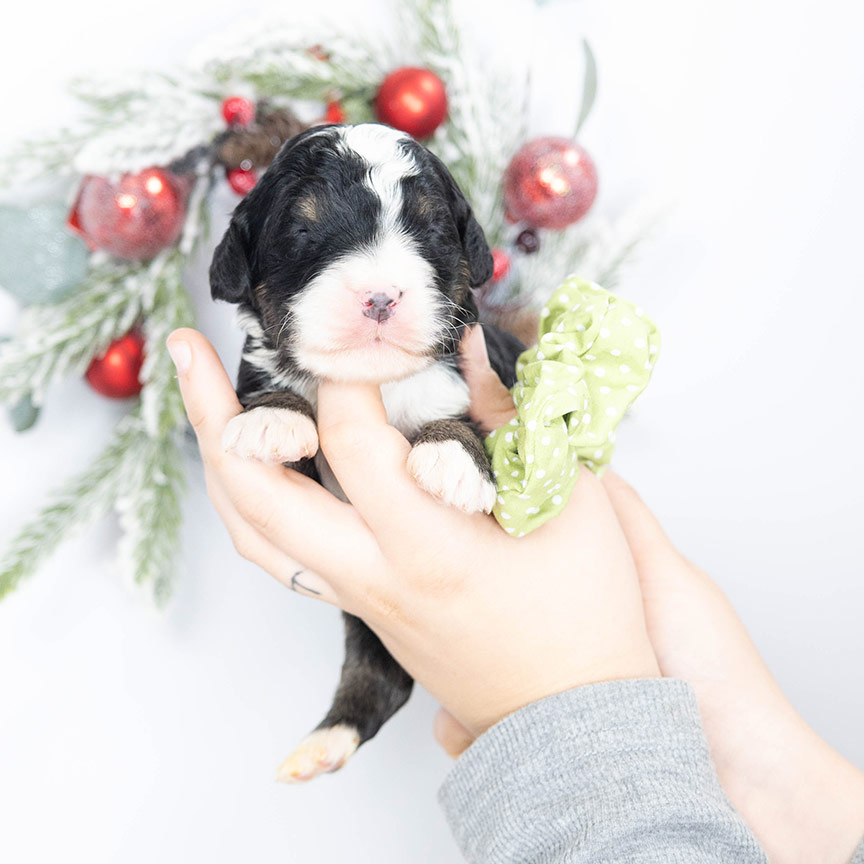 Ly-Green-Dot-Male-Bernedoodle