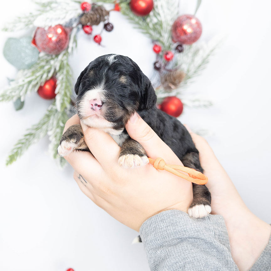 Ly-Orange-male-bernedoodle