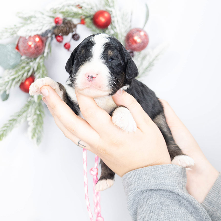 Ly-pink-dot-female-bernedoodle