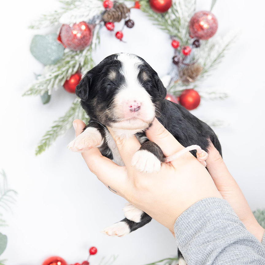 Ly-pink-female-bernedoodle