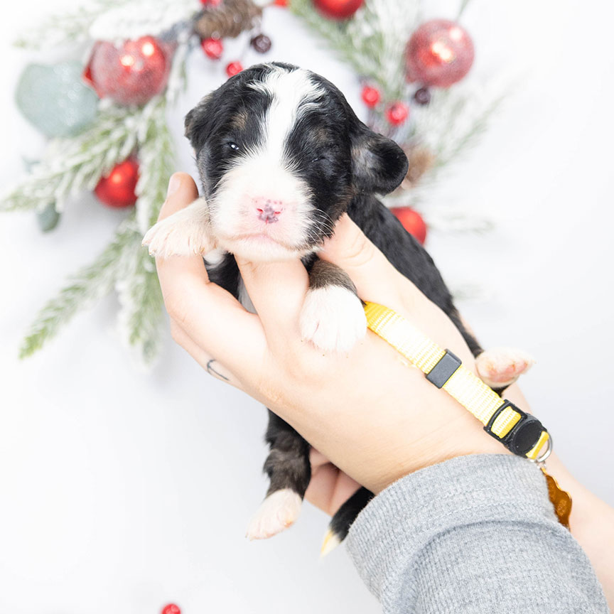 Ly-yellow-female-bernedoodle