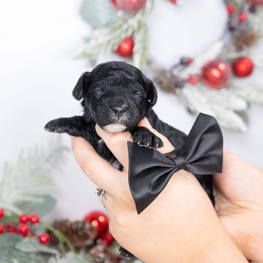 O-black-male-petite-sheepadoodle