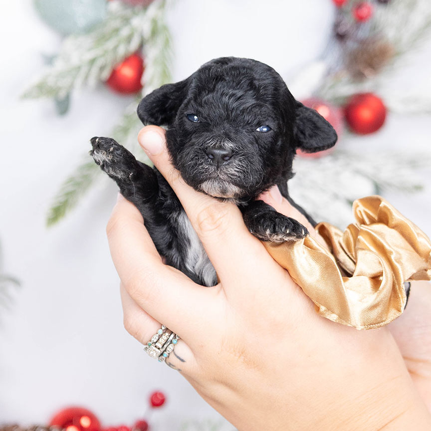 O-brown-male-petite-sheepadoodle