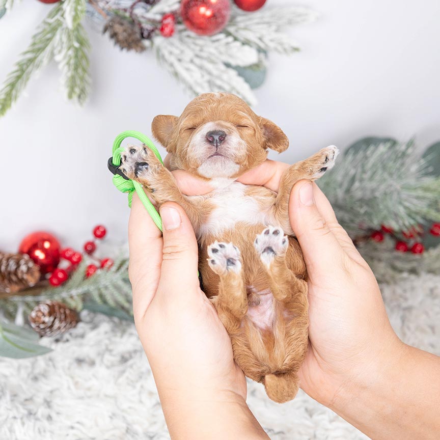 O-green-male-petite-sheepadoodle