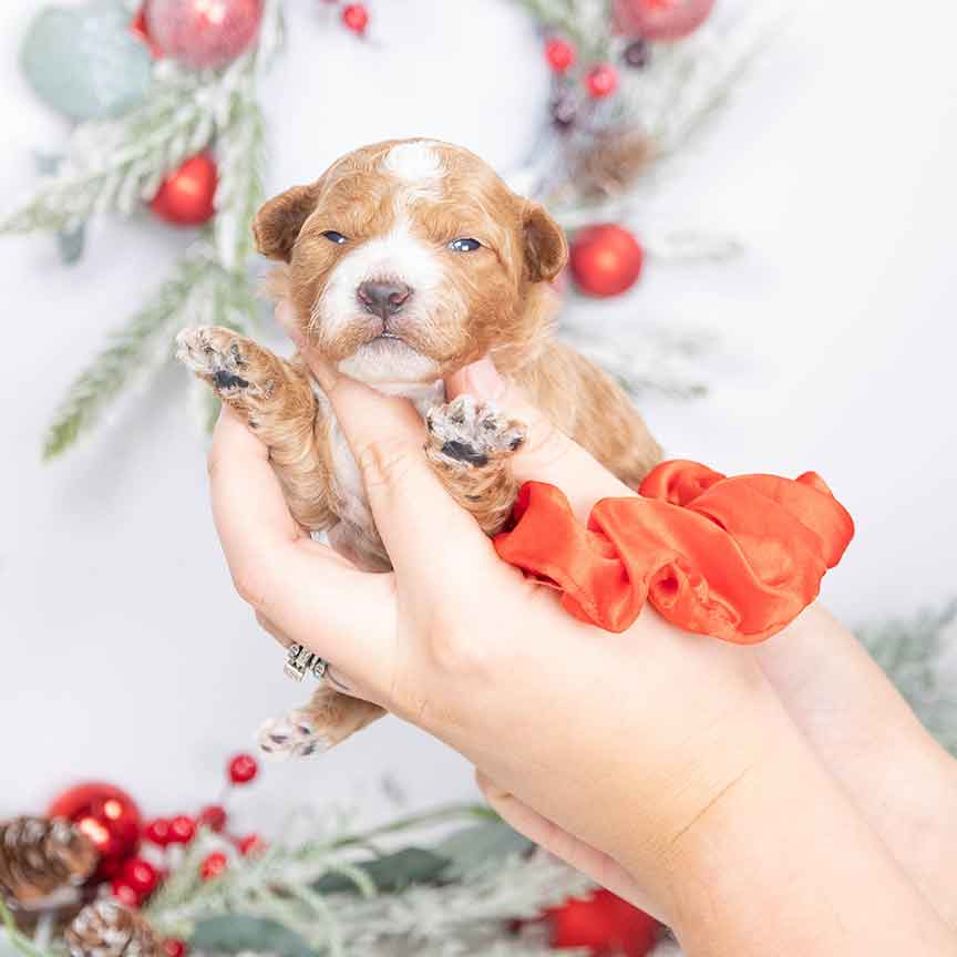 O-red-male-petite-sheepadoodle