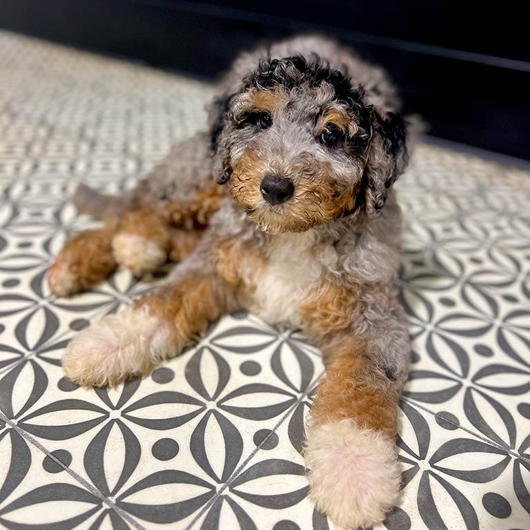 One of the therapy dogs Bernedoodle at Double U Doodles