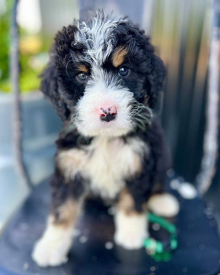 Bernedoodle puppy sitting on a black chair