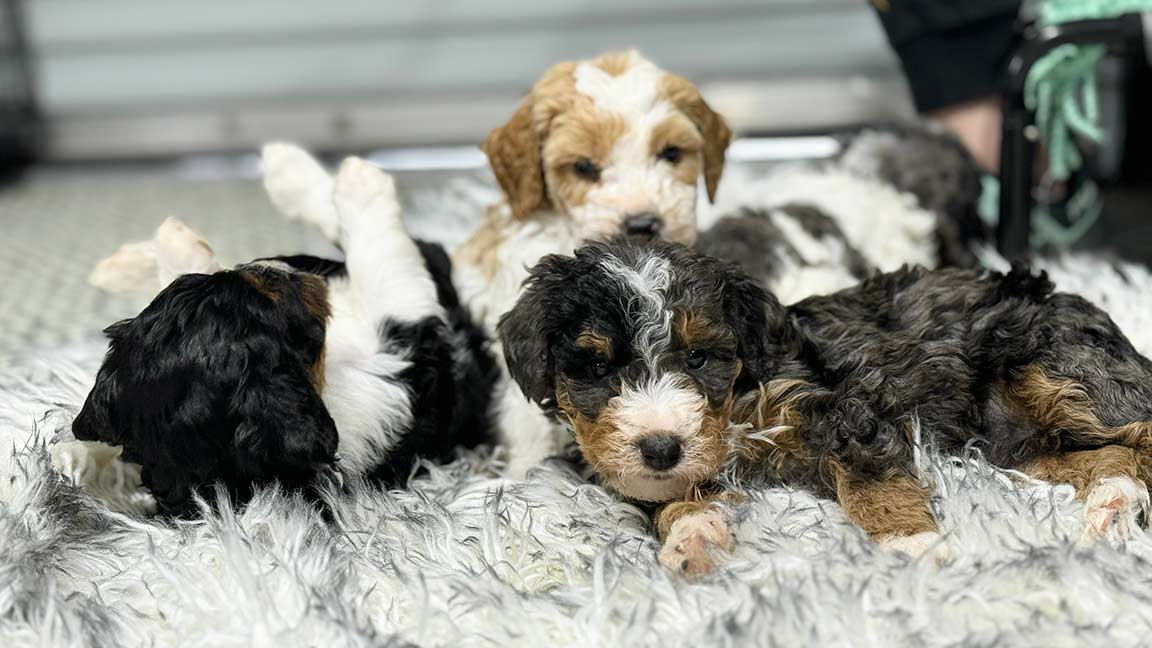 Bernedoodle puppies in training to become thrapy dogs