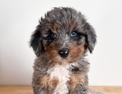 Are Bernedoodles Good Therapy Dogs? Emotional Support & Service Potential Explained