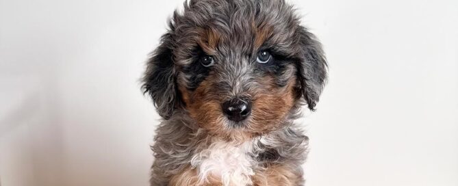 One of the Bernedoodles working as therapy dogs at Double U Doodles