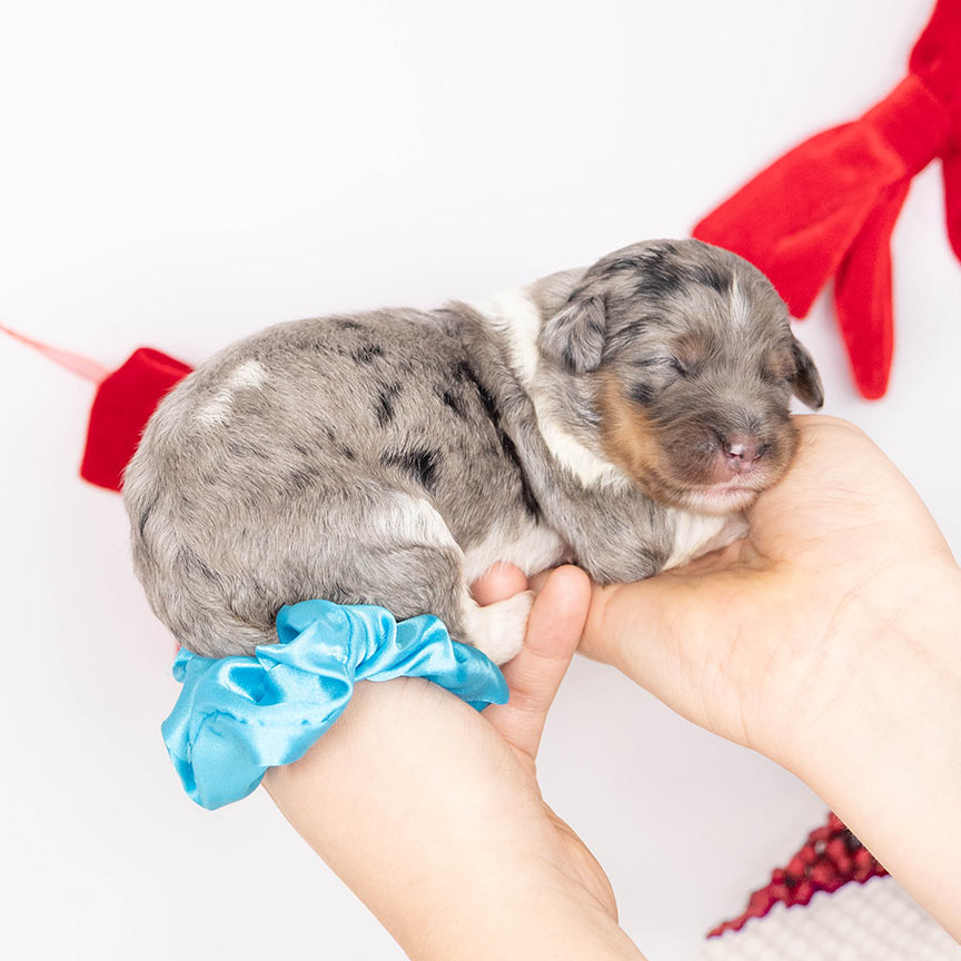 Z-teal-female-bernedoodle