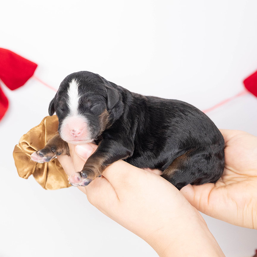 brown male bernedoodle