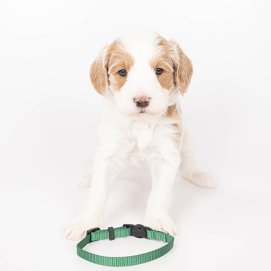 green-boy-mini-goldendoodle