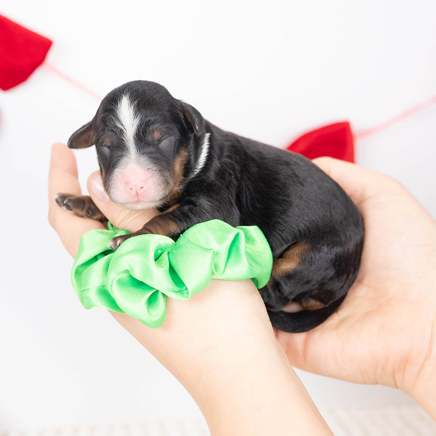 green-male-bernedoodle