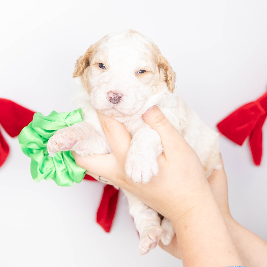 lisa-green-male-bernedoodle