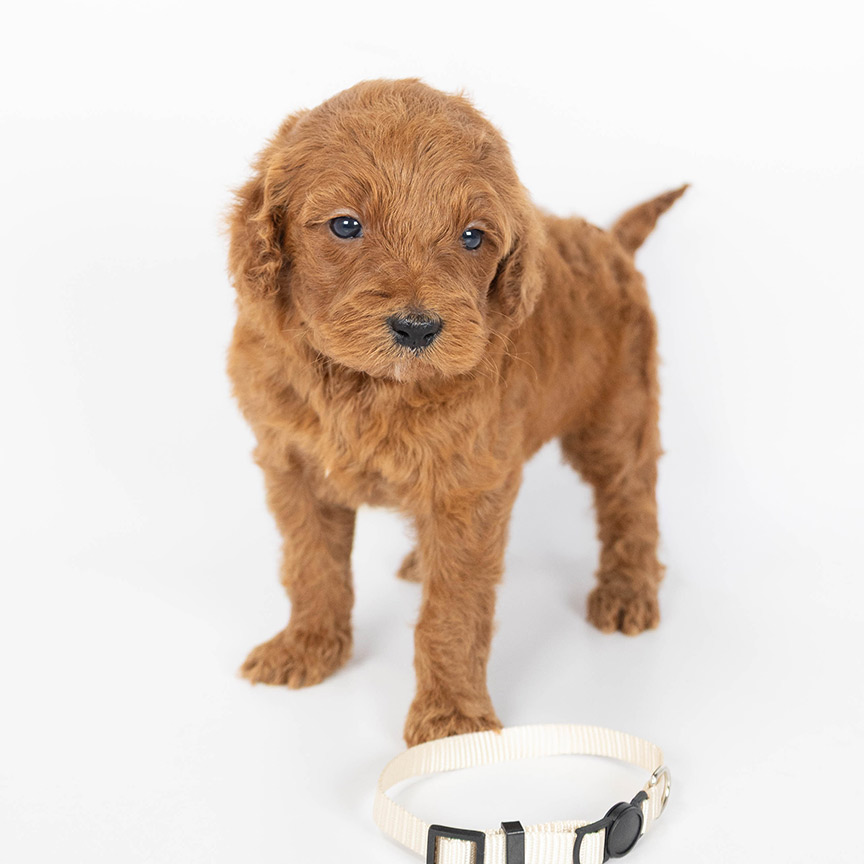 mini-goldendoodle